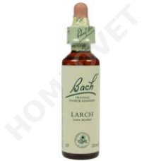 Bach Larch / Larix decidua (Lariks)